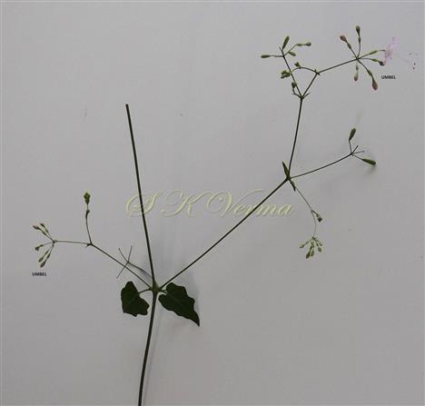  Inflorescence (Umbel) and a subequal leaf pair